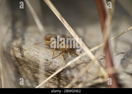 Dimorphic Jumping Spider in Springtime Stock Photo