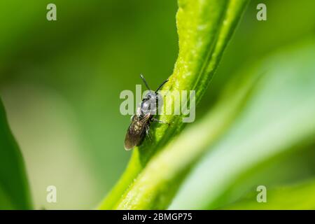 Small Carpenter Bee on Leaf Stock Photo