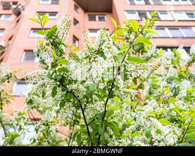 spring in city - blossoming bird cherry and high-rise apartment building on background (focus on Mayday tree on foreground) Stock Photo