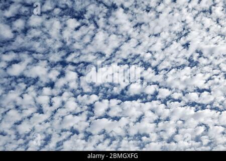 clouds, formation of altocumulus, altocumulus perlucidus Stock Photo