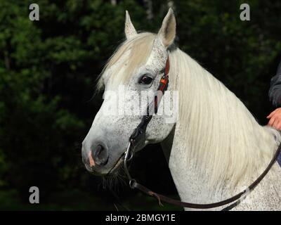 Cowboy Quarter horse portrait, stallion with western bridle Stock Photo
