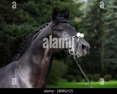 Andalusian black horse portrait in nature background Stock Photo