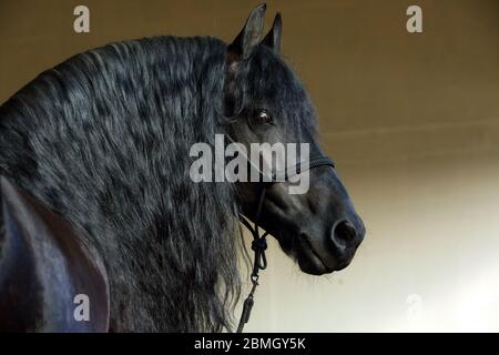 Black Baroque long haired friesian horse in dark stable indoor Stock Photo