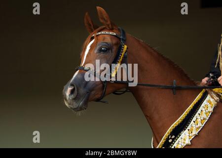 Bay arabian racehorse portrait in dark stable background Stock Photo