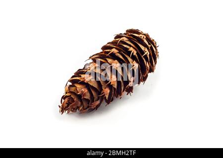 The cone of a Douglas fir. Looks like a fir or spruce cone. the scales are jagged. Isolated on a white background. Stock Photo
