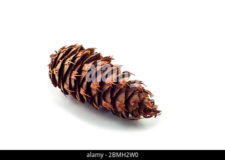 The cone of a Douglas fir. Looks like a fir or spruce cone. the scales are jagged. Isolated on a white background. Stock Photo