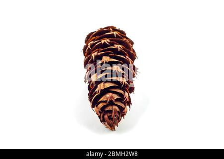 The cone of a Douglas fir. Looks like a fir or spruce cone. the scales are jagged. Isolated on a white background. Stock Photo