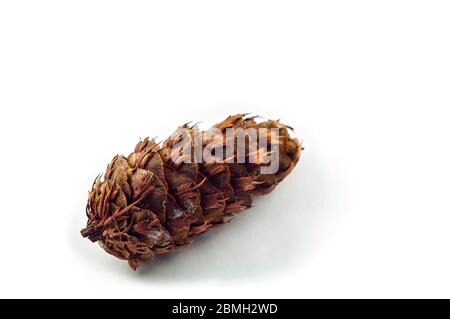 The cone of a Douglas fir. Looks like a fir or spruce cone. the scales are jagged. Isolated on a white background. Stock Photo