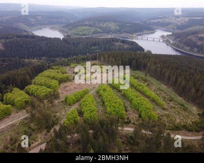 Aerial view of afforestation in Germany. Harz mountains with Oker Dam in Lower Saxony, Germany. Stock Photo