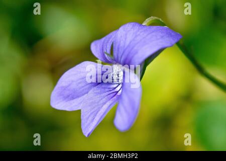 Common Dog-violet (viola riviniana), close up of a single flower with shallow depth of field. Stock Photo
