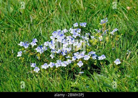 Creeping Speedwell (veronica filiformis), a mat of the small blue flowers growing in the grass of a local park. Stock Photo