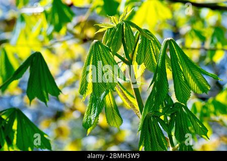 Horse Chestnut (aesculus hippocastanum), also known as Conker Tree, close up of the leaves as they begin to emerge on the tree. Stock Photo