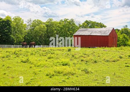farm scene, Meadow View Barn, dark red, two horses, green grass, trees, Shaker Village of Pleasant Hill; defunct religious community; National Histori Stock Photo