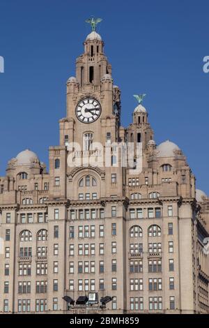 The Liver Bird statues on the Royal Liver Building in Liverpool stand 18 feet tall and were designed and sculpted by the artist Carl Bernard. Stock Photo