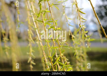 Fresh spring elongated pale green leaves sprout from a Weeping Willow (Salix × sepulcralis) tree by Dow's Lake, Ottawa, Ontario, Canada. Stock Photo