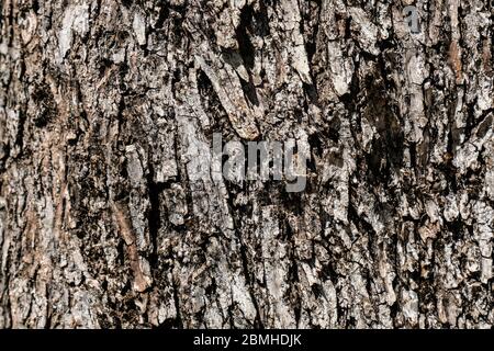 Wild aged olive tree bark texture, wood natural wallpaper pattern background,cilento italy Stock Photo