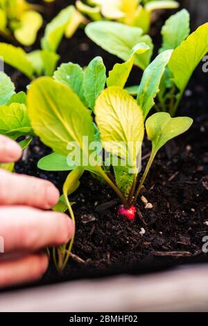 Close-up of young organic red radish (Raphanus sativus) growing on raised bed in morning sunlight. With human hand. Concepts of urban gardening Stock Photo