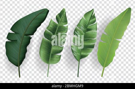 Tropical leaves set isolated on transparent background Stock Vector