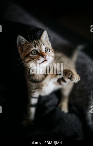 Cute striped brown grey kitten bengal look playing Stock Photo