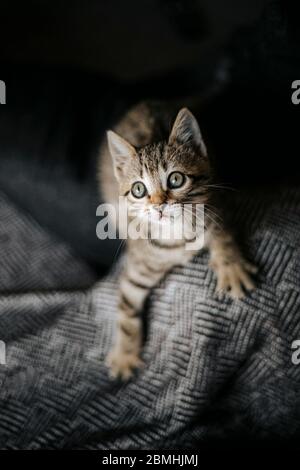 very cute young cat kitten held in the palm of a hand looking straight to the camera with huge beautiful eyes Stock Photo