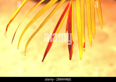 Leaves of a Marcarthurs palm tree in red and green color on white background Stock Photo