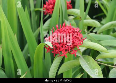 Red flower in the garden with green leaves and isolated background Stock Photo