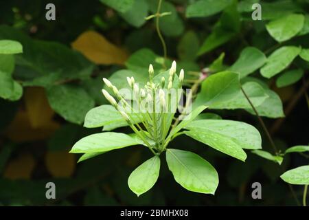 Beautiful white flower in blooming mode in the garden on isolated green soft background Stock Photo