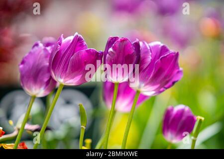 Beautiful Purple Tulips in New York City. Stock Photo