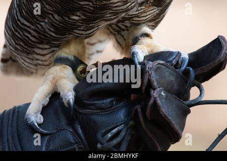 Eagle Falconry and Owls Left Hand Side Glove 3 Layers Suede Leather 16 Inches 
