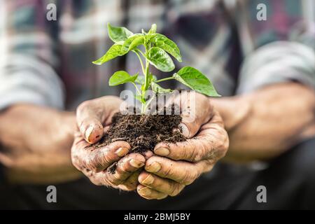 Detail of old man's hands holding green growing seedling growing from soil. Stock Photo
