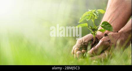 Hands of an old man holding a palm full of soil and seedlings right before putting them into the soil. Banner view of sustainability expressed by gree Stock Photo