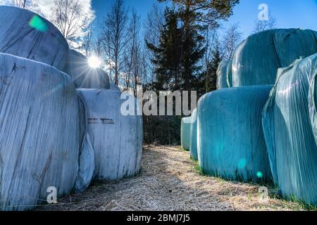 Bales of wheat strow packed in white and blue green plastic, stored right on the ground in two levels close to forest. Packages are from last year and Stock Photo