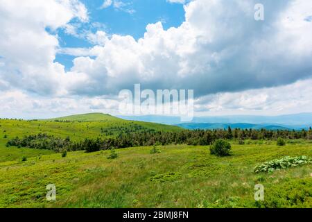 alpine meadows of mnt. runa, ukraine. coniferous forest in the distance. beautiful nature scenery of carpathian mountains in summer. cloudy weather