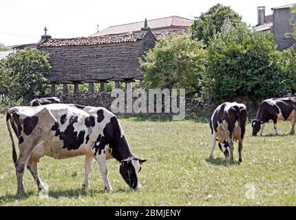 Vacas gallegas y antiguo Hórreo de piedra. Provincia de La Coruña. Galicia. España Stock Photo