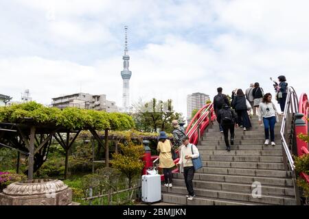 Tokyo, Japan, May 1, 2019 : Unidentified tourist travel to see bloom fuji wisteria at Kameido Tenjin shrine with Tokyo skytree and blue sky as backgro Stock Photo
