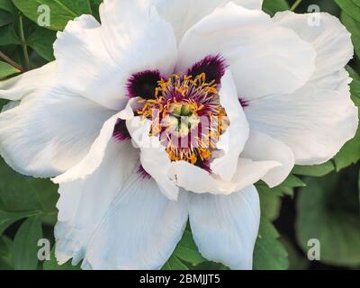 Big White Rock Peony or Paeony flower head, close up. Beautiful, flowering plant in the family Paeoniaceae. Paeonia rockii tree in spring season. Stock Photo