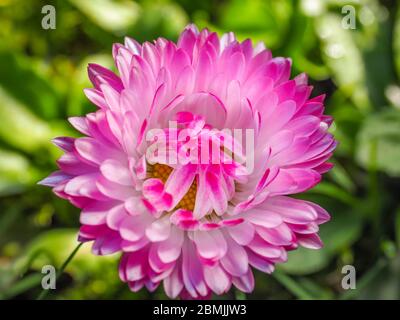 Bellis perennis blossom closeup. White pink flower with yellow center in the blurred green grass background. Lawn daisy, English daisy bloom in meadow Stock Photo