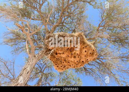 Massive Sociable Weaver bird nest, in a tree against a blue sky,  in the desert of Namibia, Africa, with multiple holes for multiple birds. Stock Photo