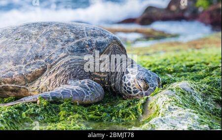 Sleeping Giant Sea Turtle Stock Photo