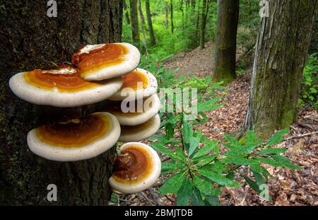 Ganoderma species of polypore fungi growing on tree bark - North Slope Trail, Pisgah National Forest, Brevard, North Carolina, USA Stock Photo