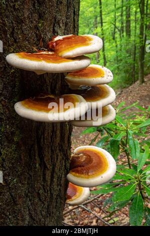 Ganoderma species of polypore fungi growing on tree bark - North Slope Trail, Pisgah National Forest, Brevard, North Carolina, USA Stock Photo