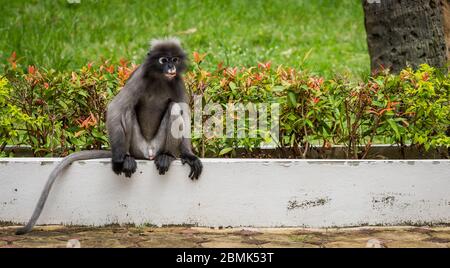 Dusky monkey sitting on wihite wall with flowers and grass in the background in Khoa Lommuak Stock Photo