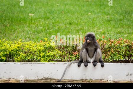 Dusky monkey sitting on wihite wall with flowers and grass in the background in Khoa Lommuak Stock Photo