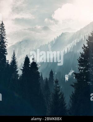 Beautiful vertical landscape of mountain forest with beautiful spruce trees at fog at cyan tone background. Stock Photo