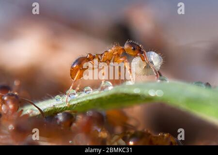 Work ants are walking on the branches to protect the nest in the forest. Stock Photo
