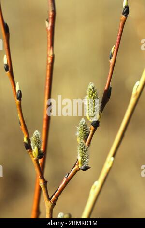 Brown willow tree branch with swollen, blooming, fluffy buds. Shrub vine in the spring. Stock Photo