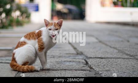 Stray cat staying ahead and hisses something which is a self-defense instinct. Stock Photo