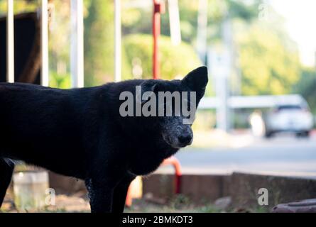 Homeless black dog are staring suspiciously at the camera. Stock Photo