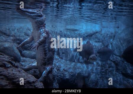 Crocodile in an aquarium in dark blue water. Stock Photo by  ©DzmitRock87@gmail.com 151114800