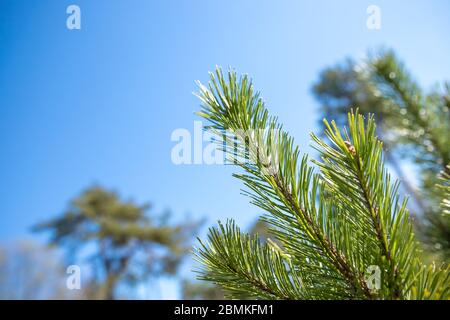 Pine branch against the blue sky.tree branches during sunny spring day. Blue skies with soft focused, blurred green tree branches in background Stock Photo